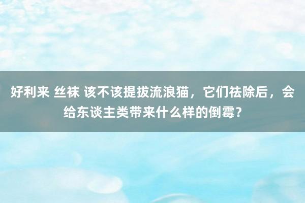 好利来 丝袜 该不该提拔流浪猫，它们祛除后，会给东谈主类带来什么样的倒霉？